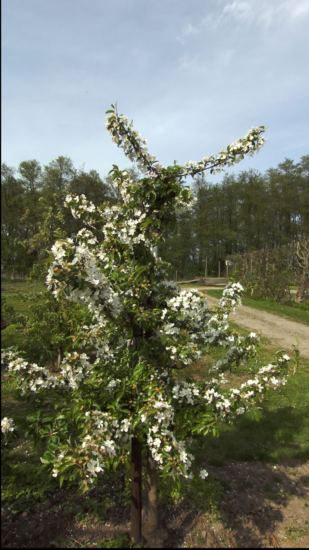 Flower density project image 1