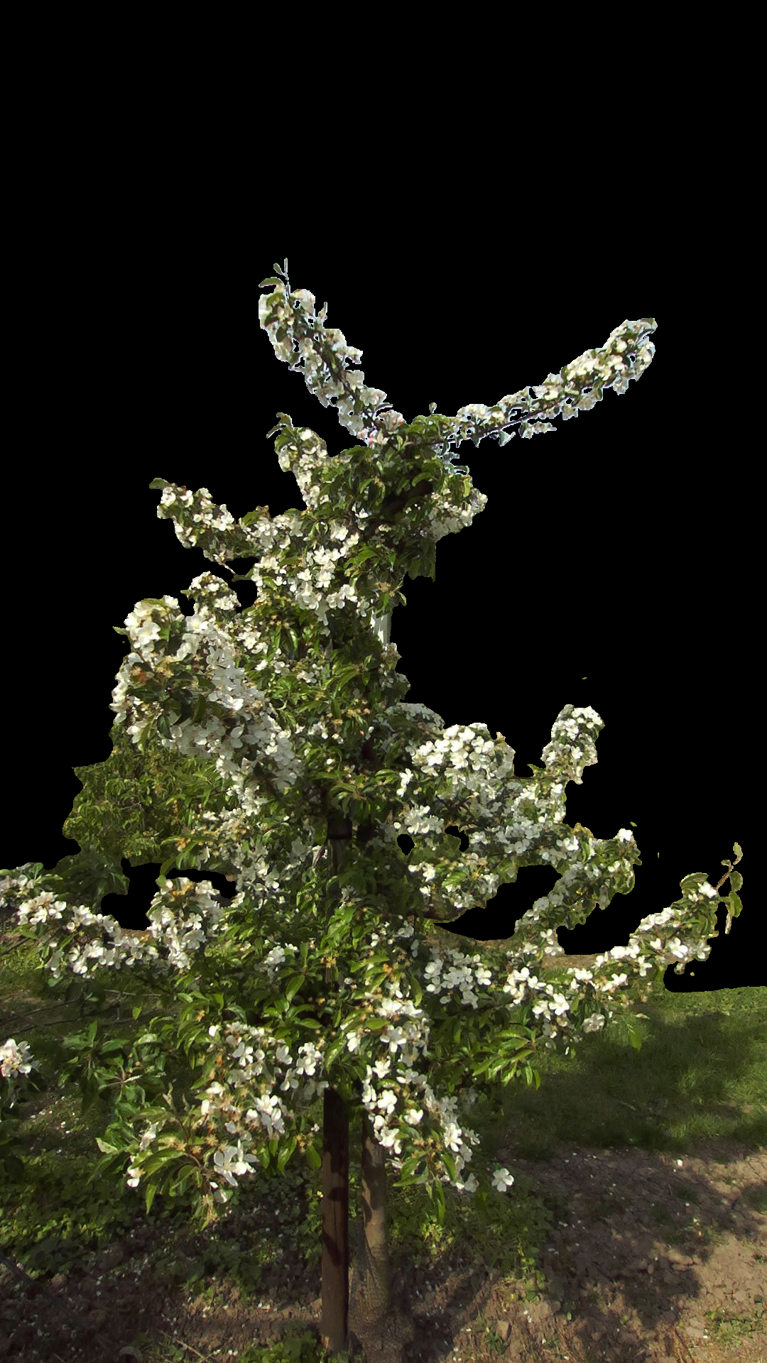 Flower density project image 3